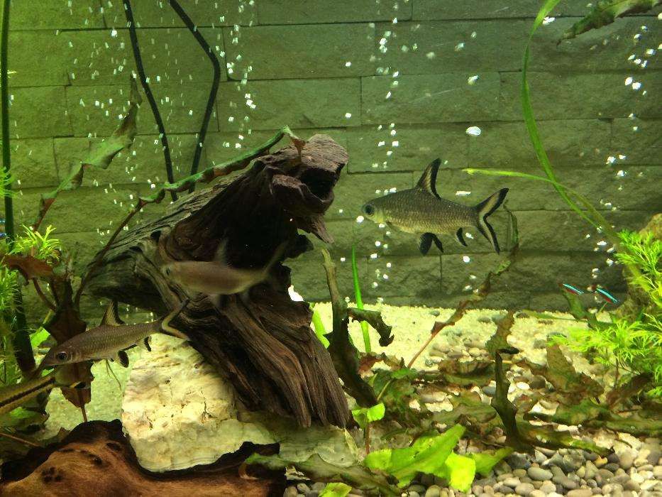 Mententanta, service, amenajari si intretinere acvarii, acvariu