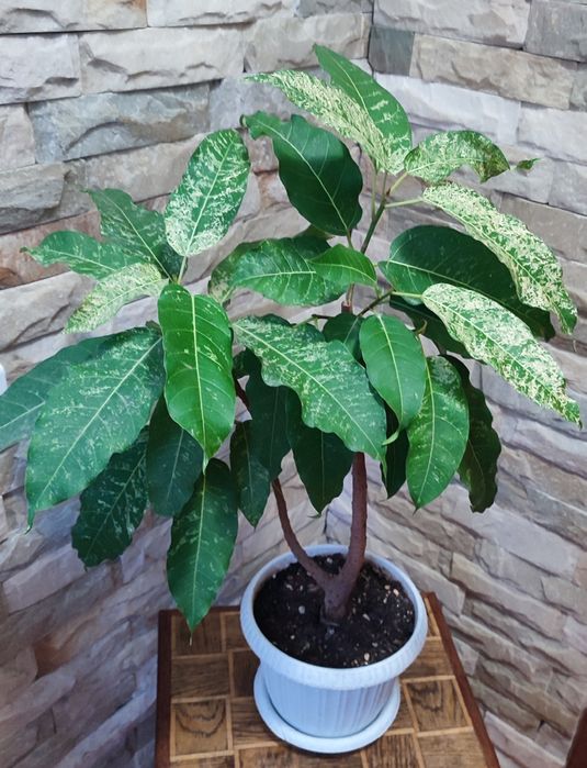 Фикусы-комнатные растения