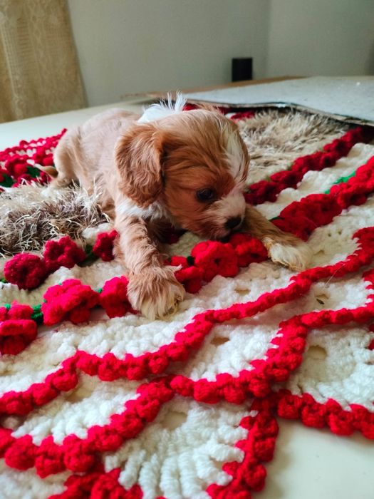 Cavapoo baetel disponibil