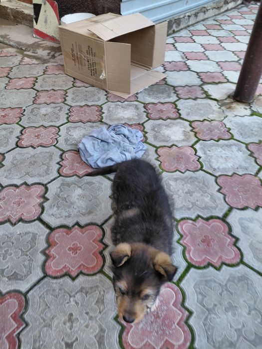 Званок мальчик пальчик