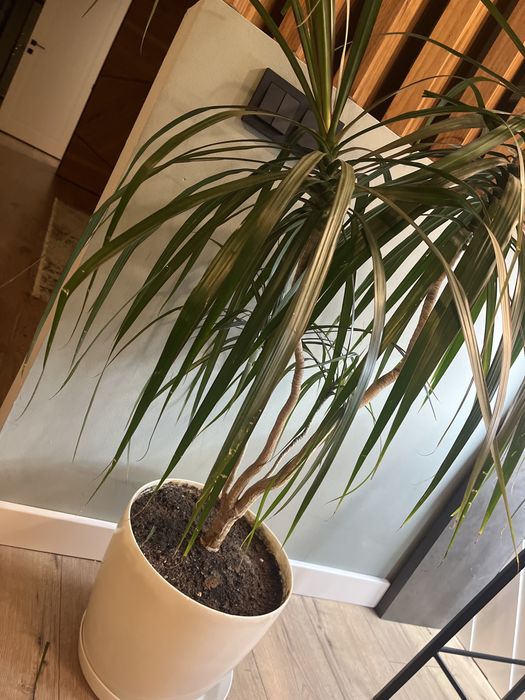 Комнатное растение Драцена пальма