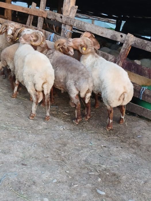 Vand 5 berbeci awassi