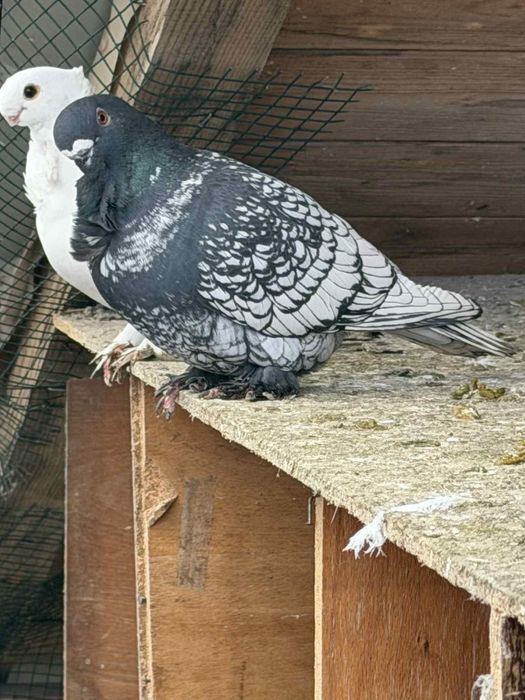 Porumbei ornament diferite rase