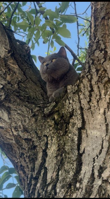 Motan british shorthair