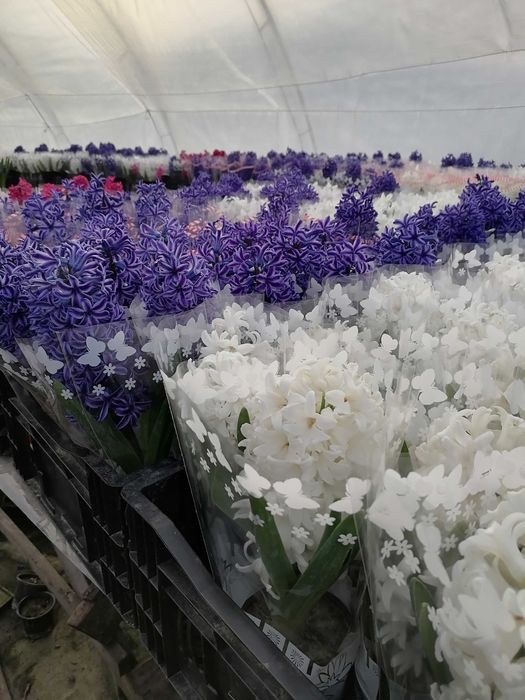 Zambile lalele primule narcise flori