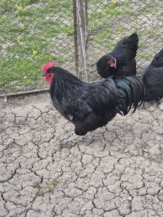 Găini Australorp