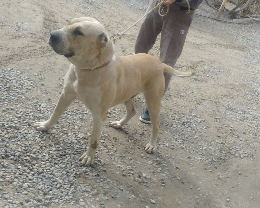 Gibrit sotiladi 2 yosh sogʻlom faqat urushadi ishonchli narsa hayvon o