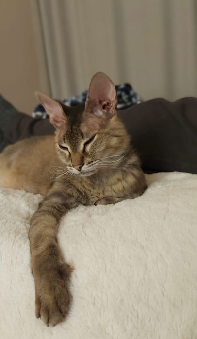 Кастрированный красавчик!