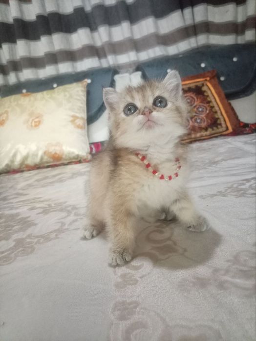 British chinchilla