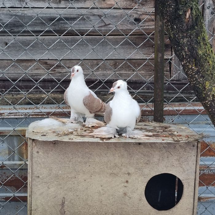vand o per randunele de saxonia am si satineti de vanzare ...