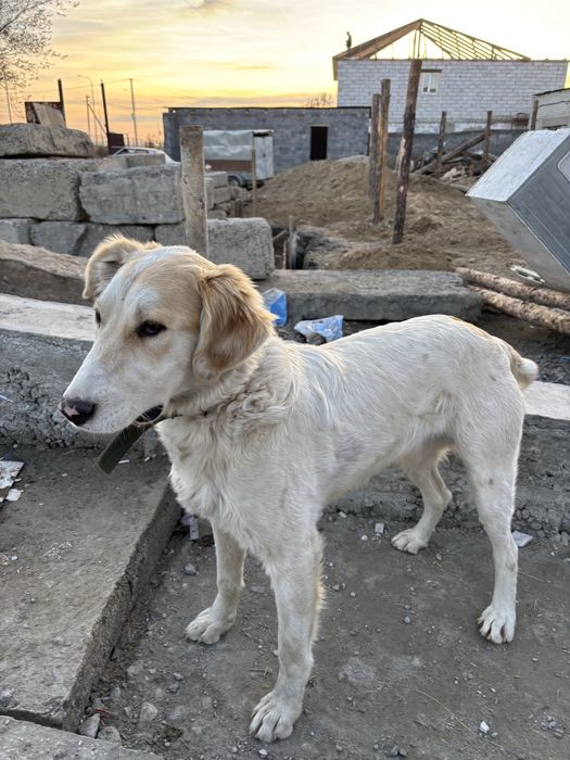 Продам собаку помесь тобет казахский