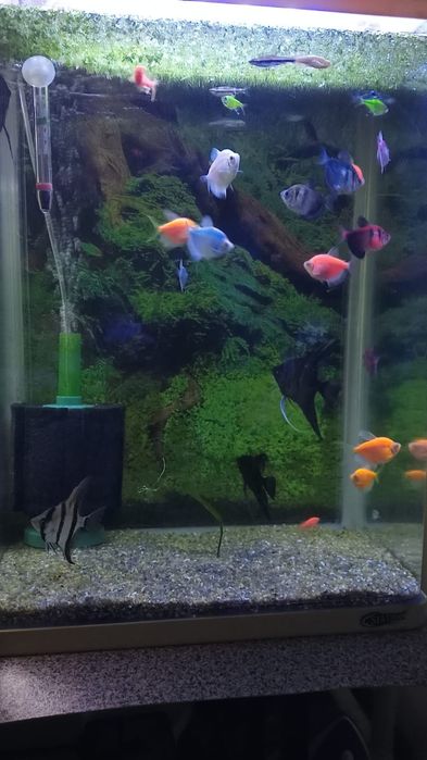 Аквариумные рыбки