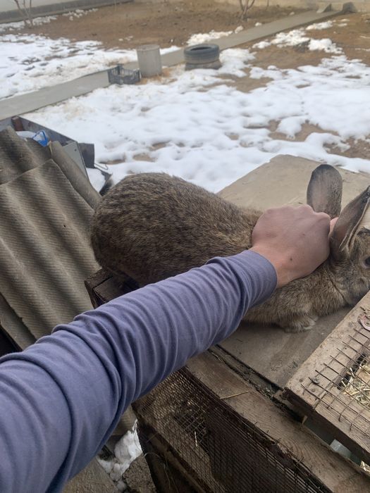 Quyon erkak flandr  кролик самец фландер     Қуйон эркак фландр