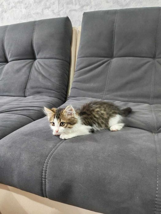 Отдам котёнка в добрые руки(мальчик)