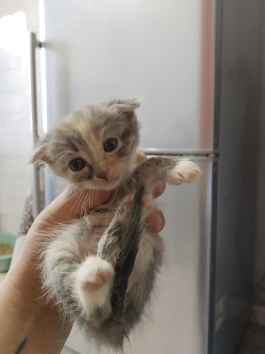 Отдаю Котят Бесплатно Сергели