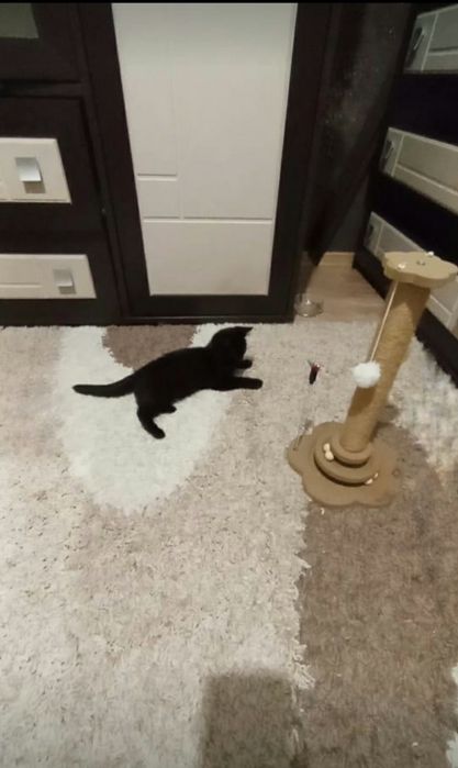 Дарю котенка,мальчик