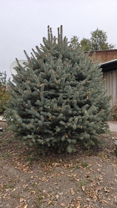 Ель голубая несколько шт