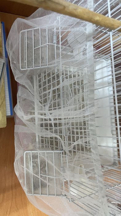 продам попугаев мальчик и девочка