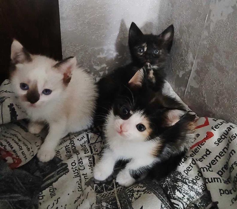 Котятам нужен дом!