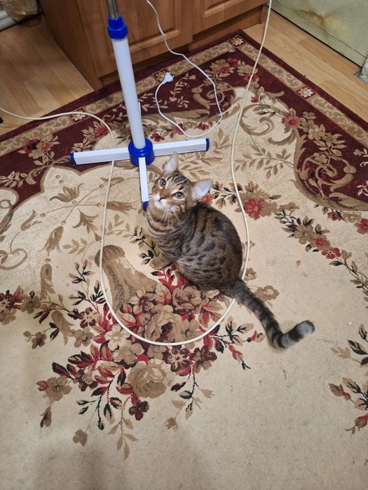 Вязка кот Бенгальский