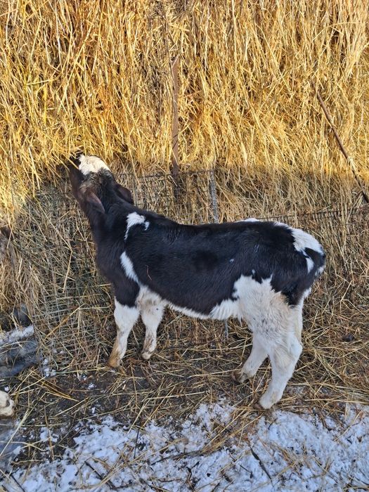 Vitea o luna jumate de lapte