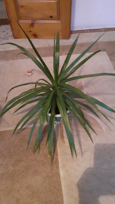 Большой выбор.Цветы для подарка