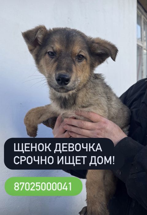 Милые щенки ищут дом!