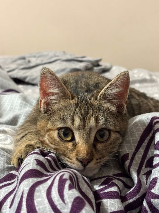 Pisicute iubitoare spre adoptie