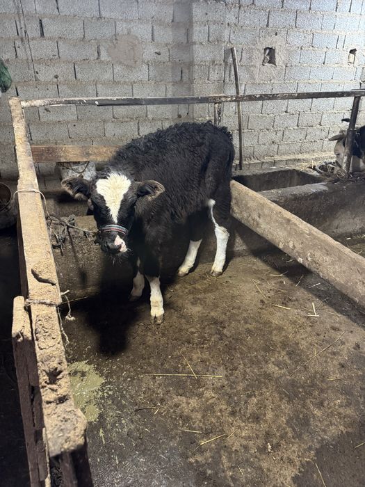 Ona bola sgir sotladi