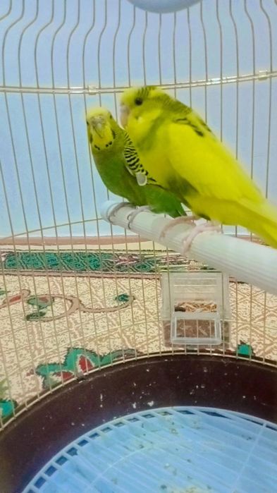 Папугай сатылады 2 уиасы менен быргелыкте