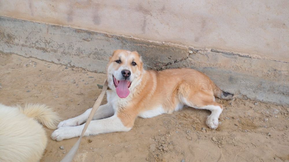 Алабай кушик сатлат