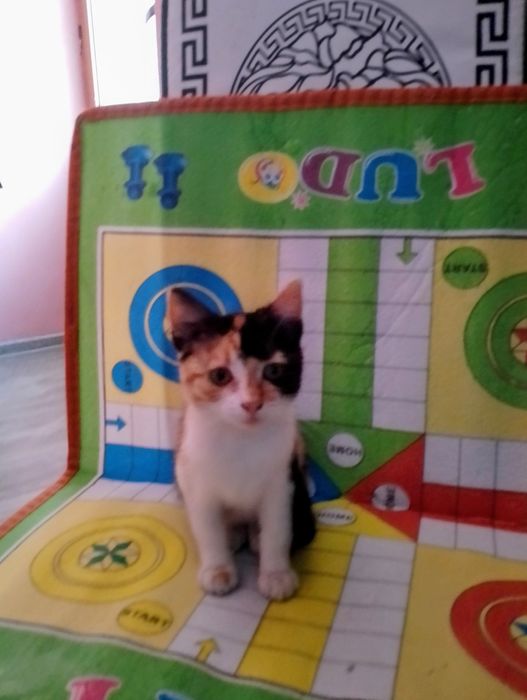 Подарявам малко котенце