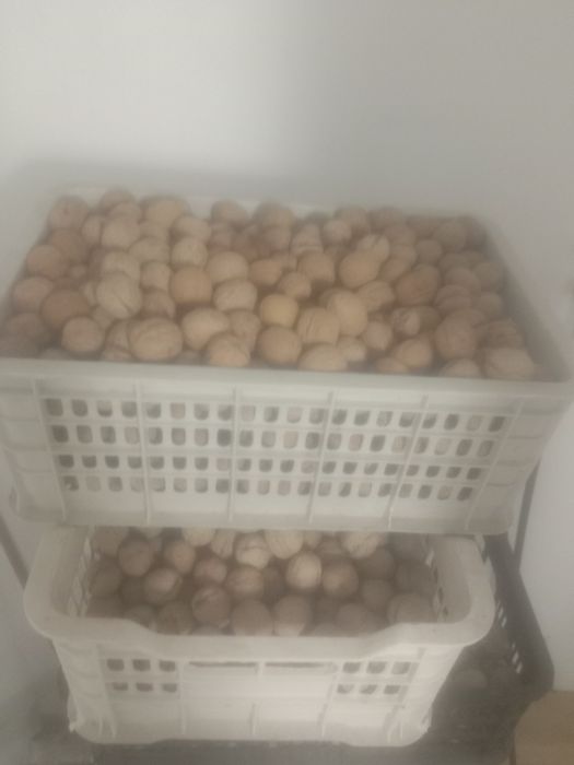 Грецкие орехи, домашние