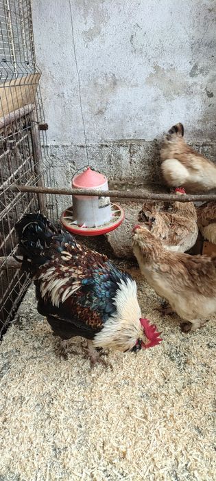 Ouă de incubat de la wyandotte gsg, faverolles somon și moțate