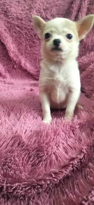 Щенок чихуахуа девочка