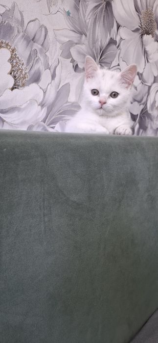 Девочка шотландская белоснежная