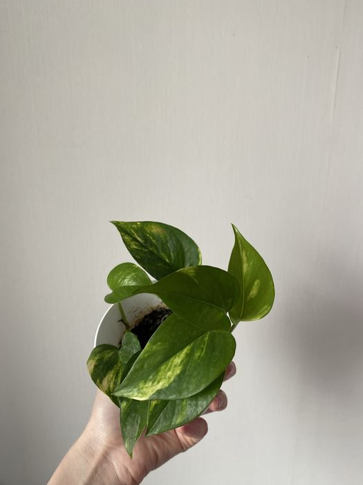 Голфингер лиана