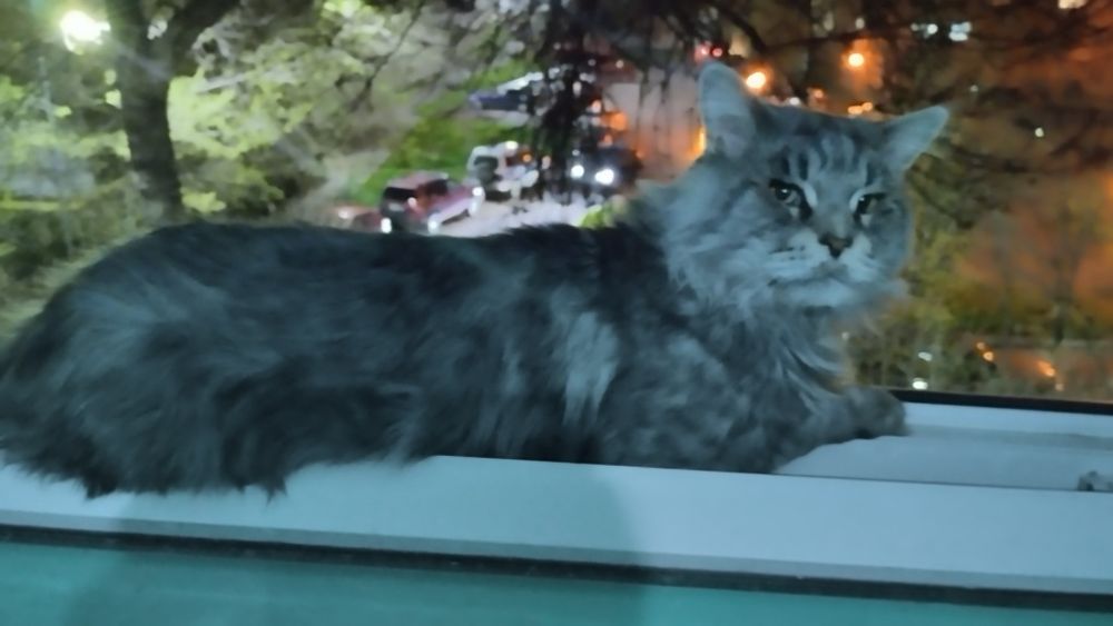 Вязка кота. Мейнкун