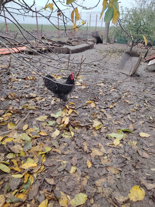 Vând cocos Australorp albastru