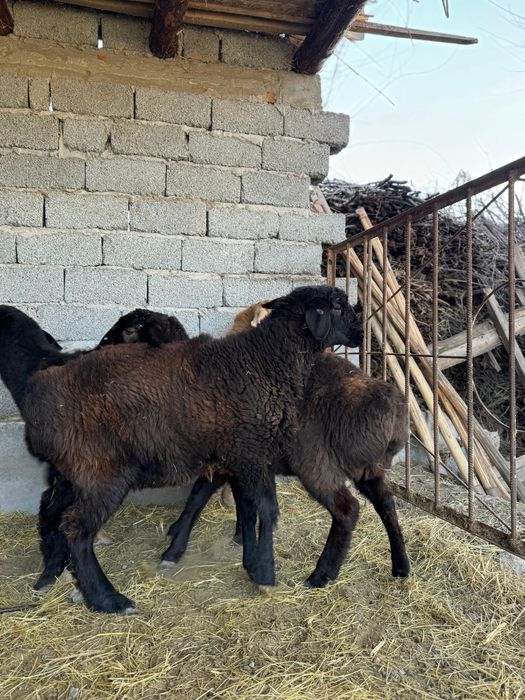 Кой, Токты, Қой, Тоқты семіз 2 дана калды