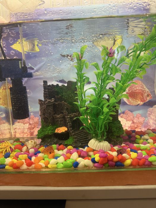 Аквариум с набором.                        .