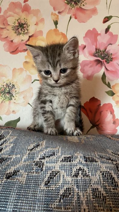 Котята в доброе руки