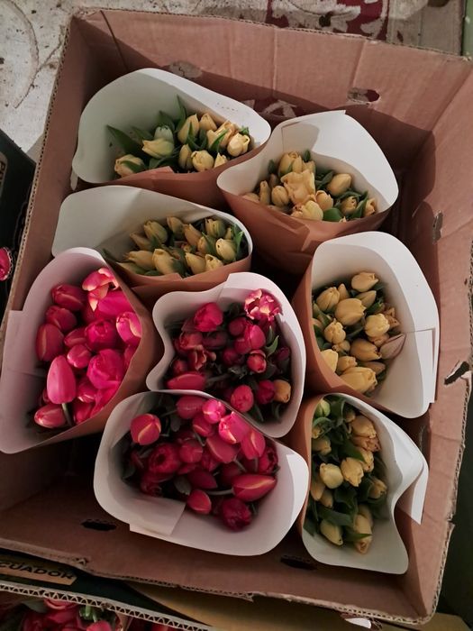 Тюльпан оптом акция