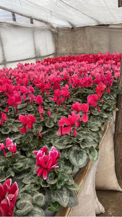 Flori perioada 14-8 februarie