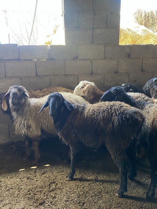 13 бас токты сатылады