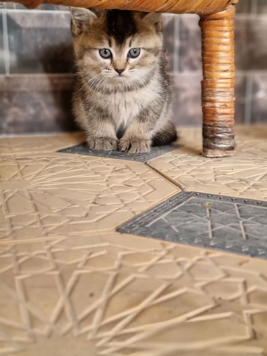 Серебристый шиншила