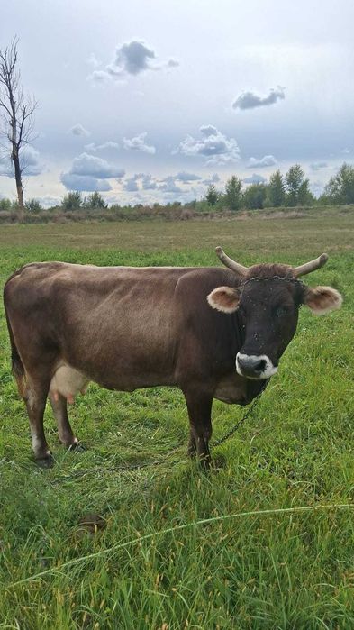 De vanzare doua vacute gestante luna a4a