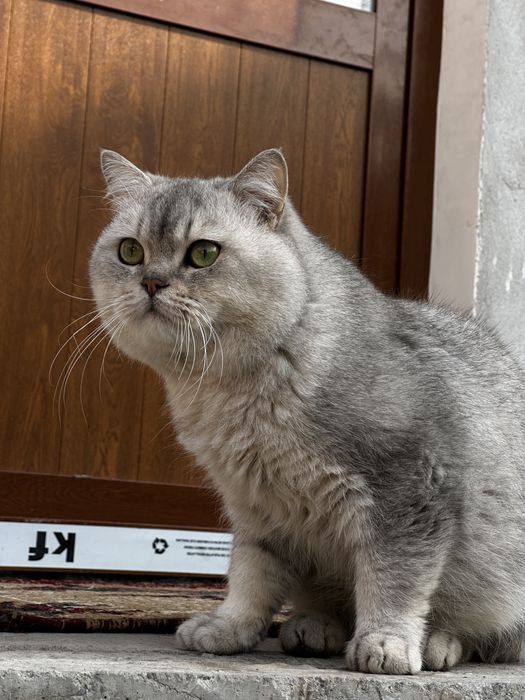 Aslzoda kumushrang Britan mushugi sotiladi!