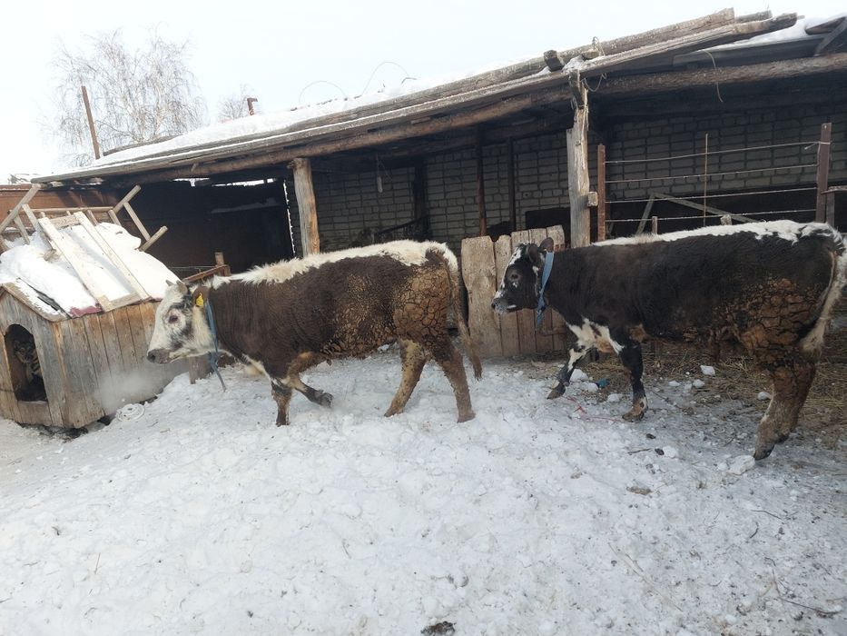 Продам два бычка