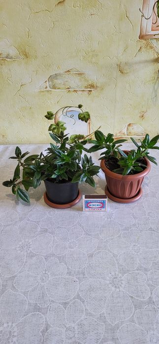 Продам комнатные цветы Колумнея